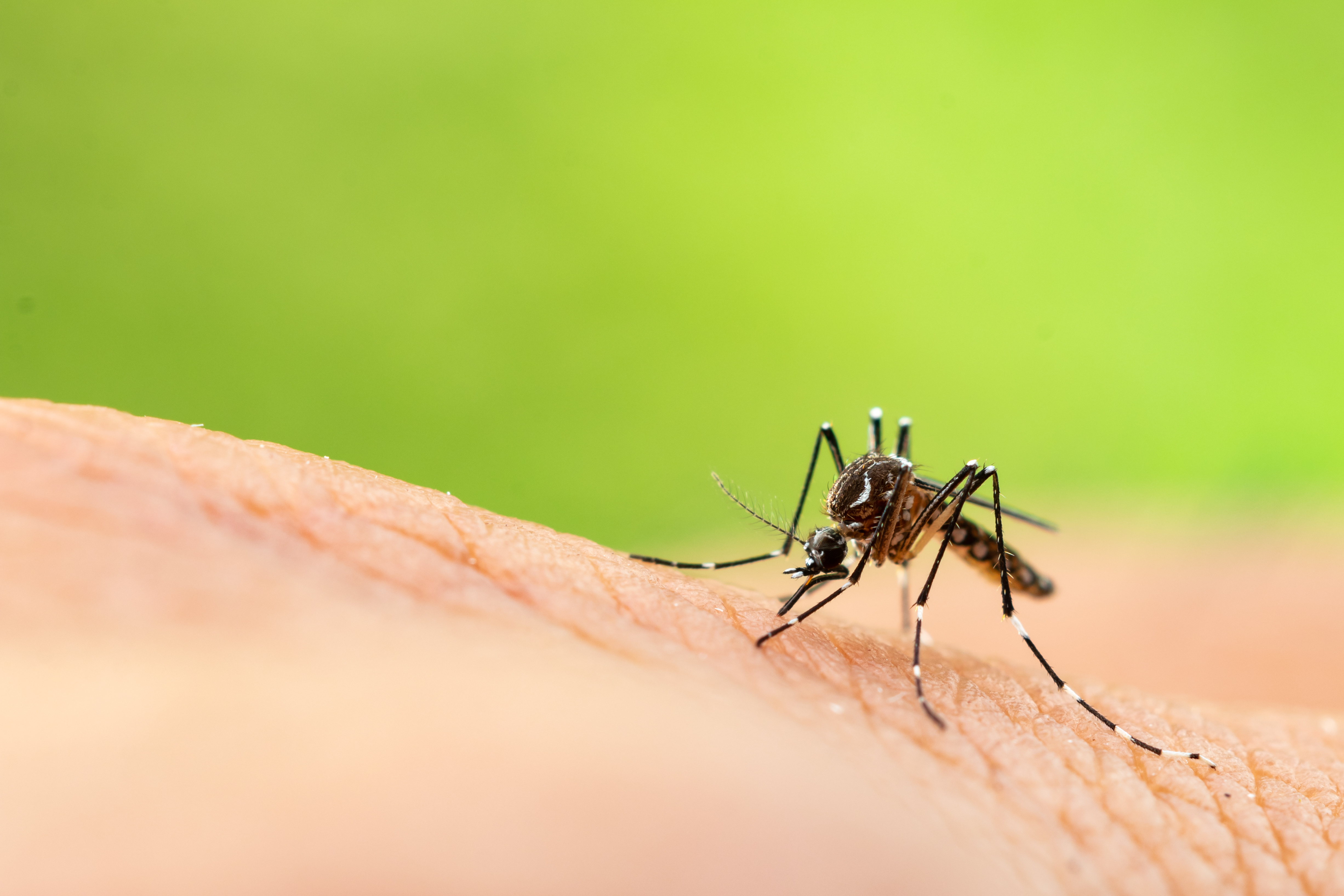 Les clés d'une lutte efficace contre les moustiques