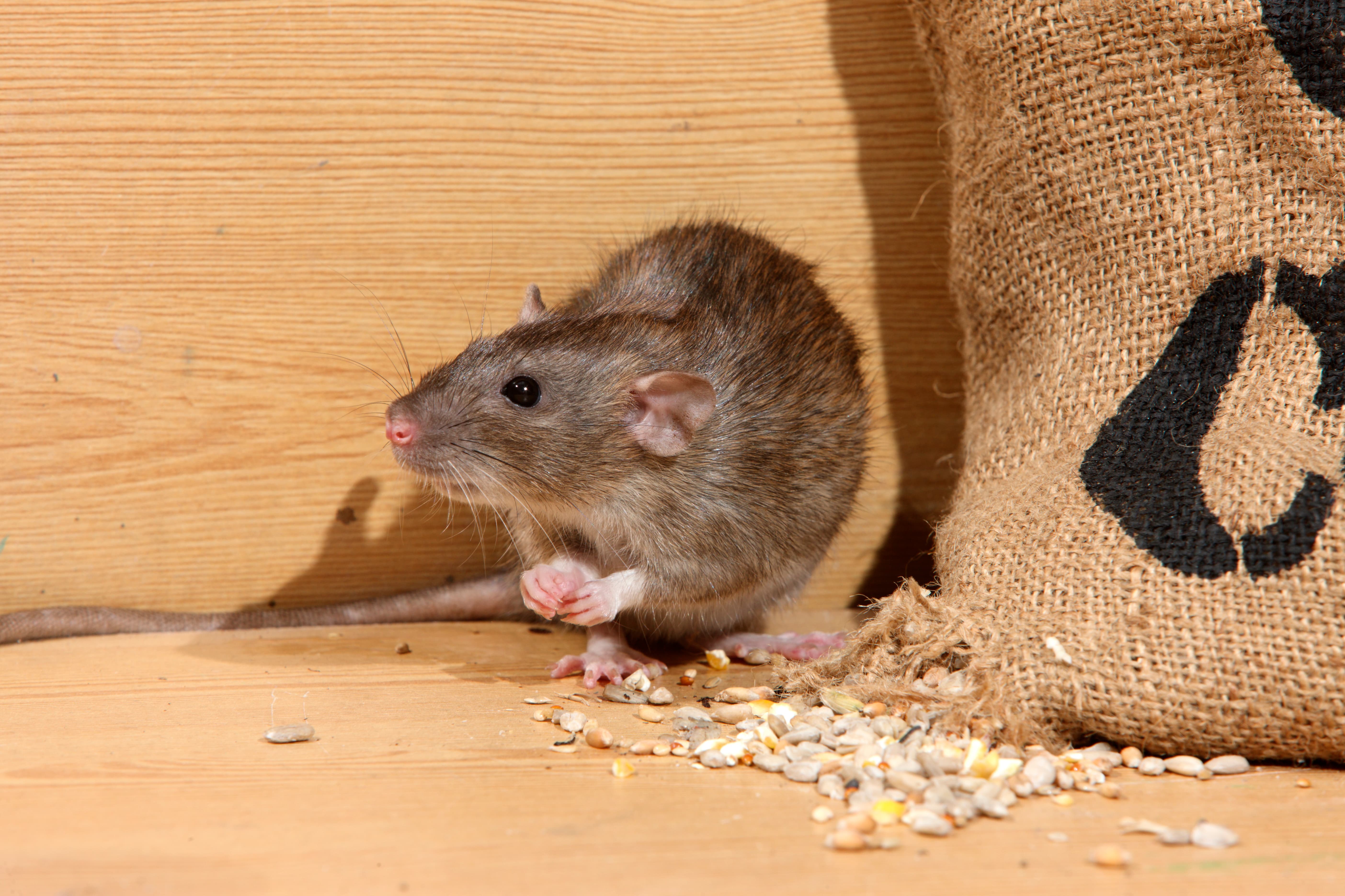 Dératisation : comment se débarrasser des rats et des souris