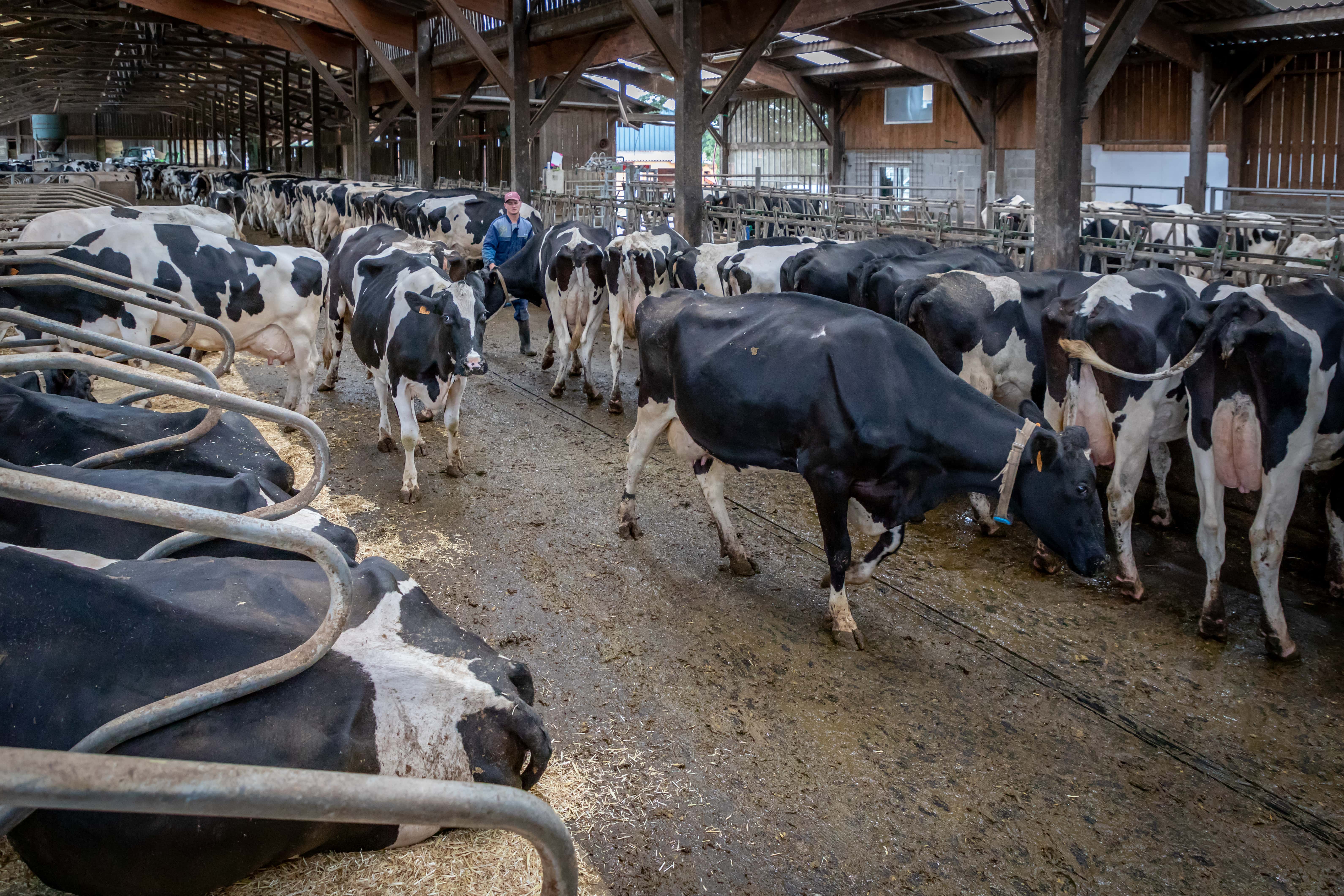 Vaches équasillées : quelles solutions pour limiter les chutes des vaches ?