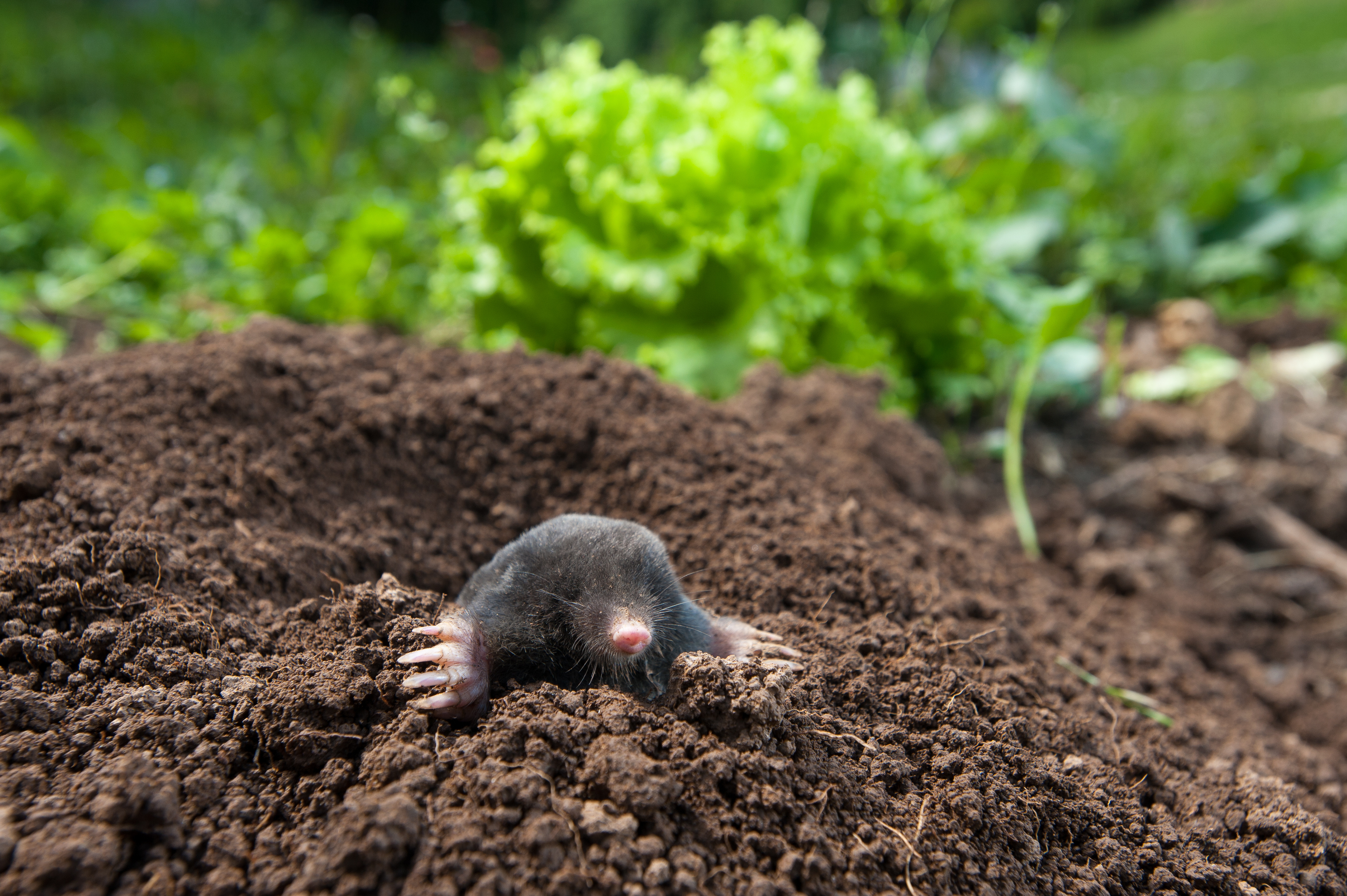 Taupes : comment protéger votre jardin et vos cultures ?