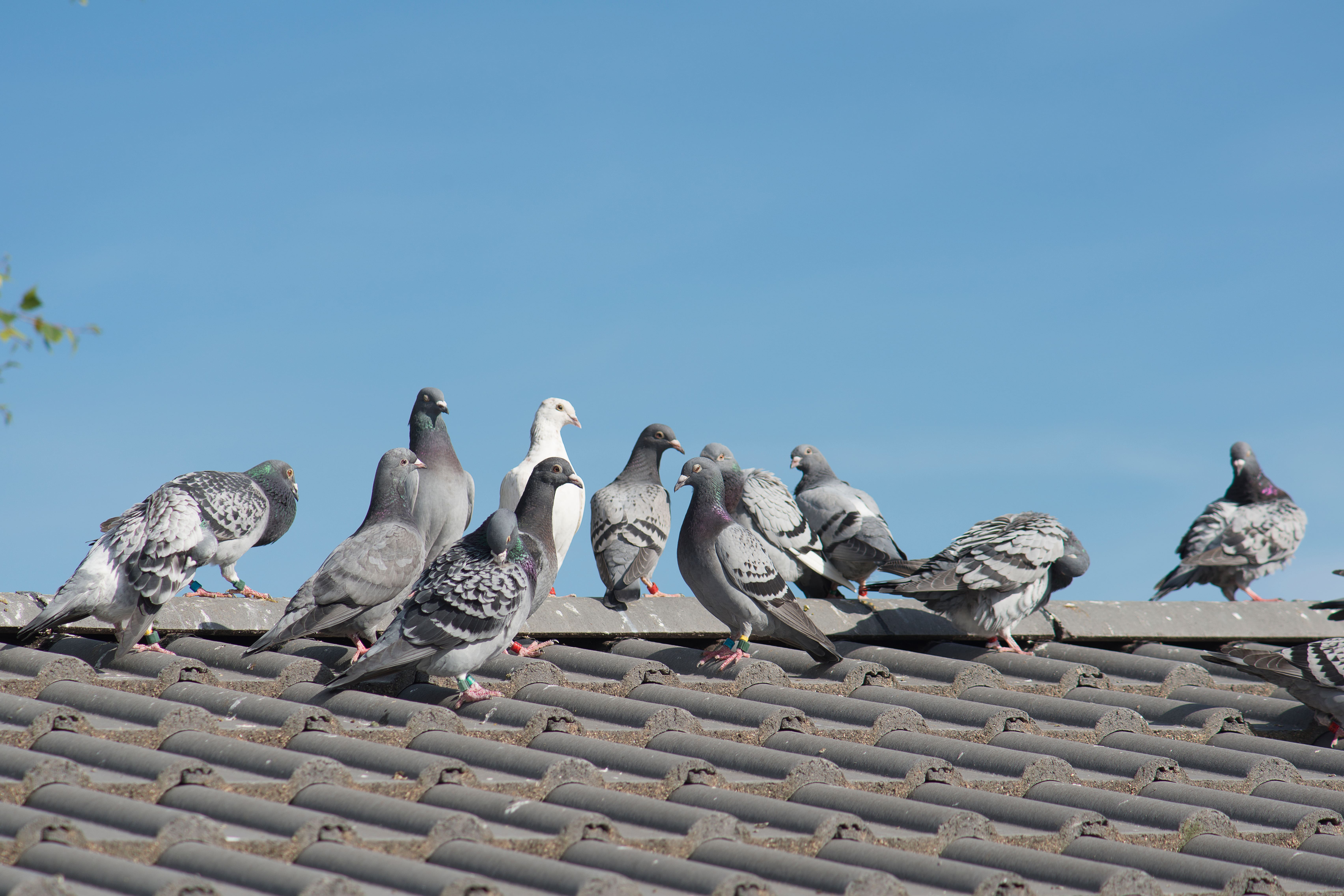 Comment lutter contre la prolifération des pigeons ?