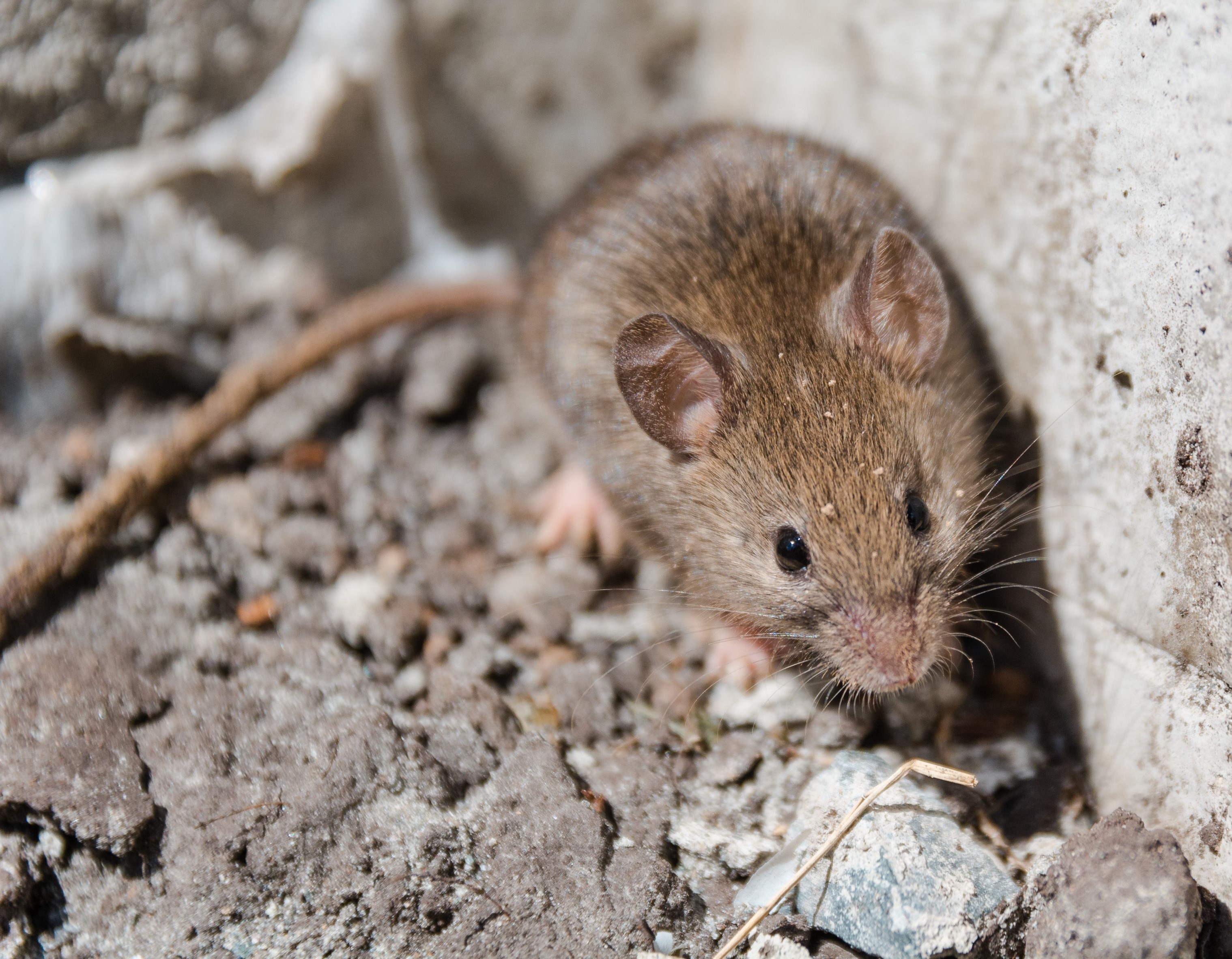 Dératisation : comment se débarrasser des rats et des souris