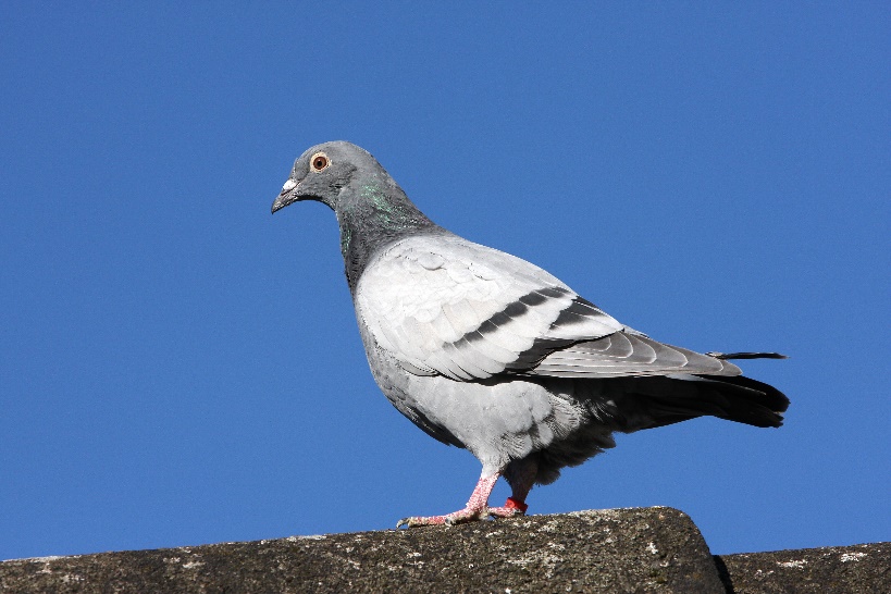 Une image contenant oiseau, pigeon, plein air, bec

Description générée automatiquement